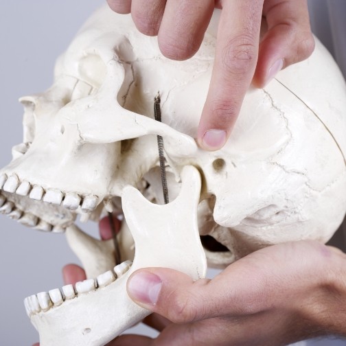 Dentist pointing to jaw joint on model of skull